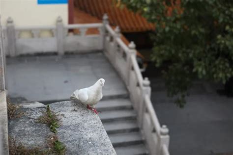 為什麼門檻不能踩|【門檻為什麼不能踩】揭開寺廟門檻秘密：為何不可踩踏？禁忌與。